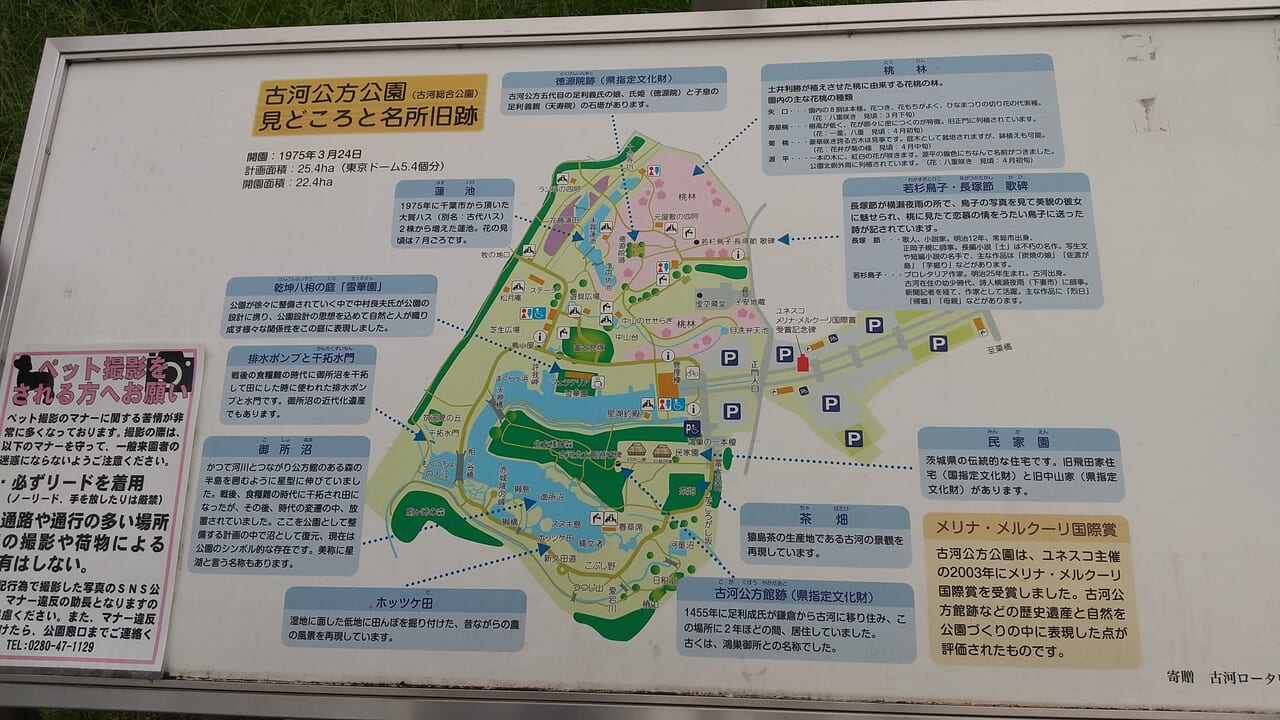 古河公方公園のかい掘り体験