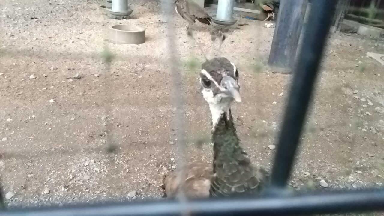 古河公方公園のくじゃく