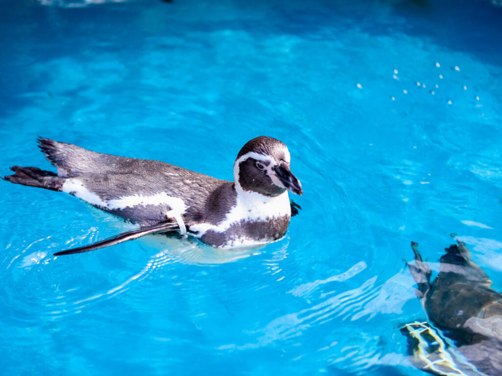 水族館のペンギン