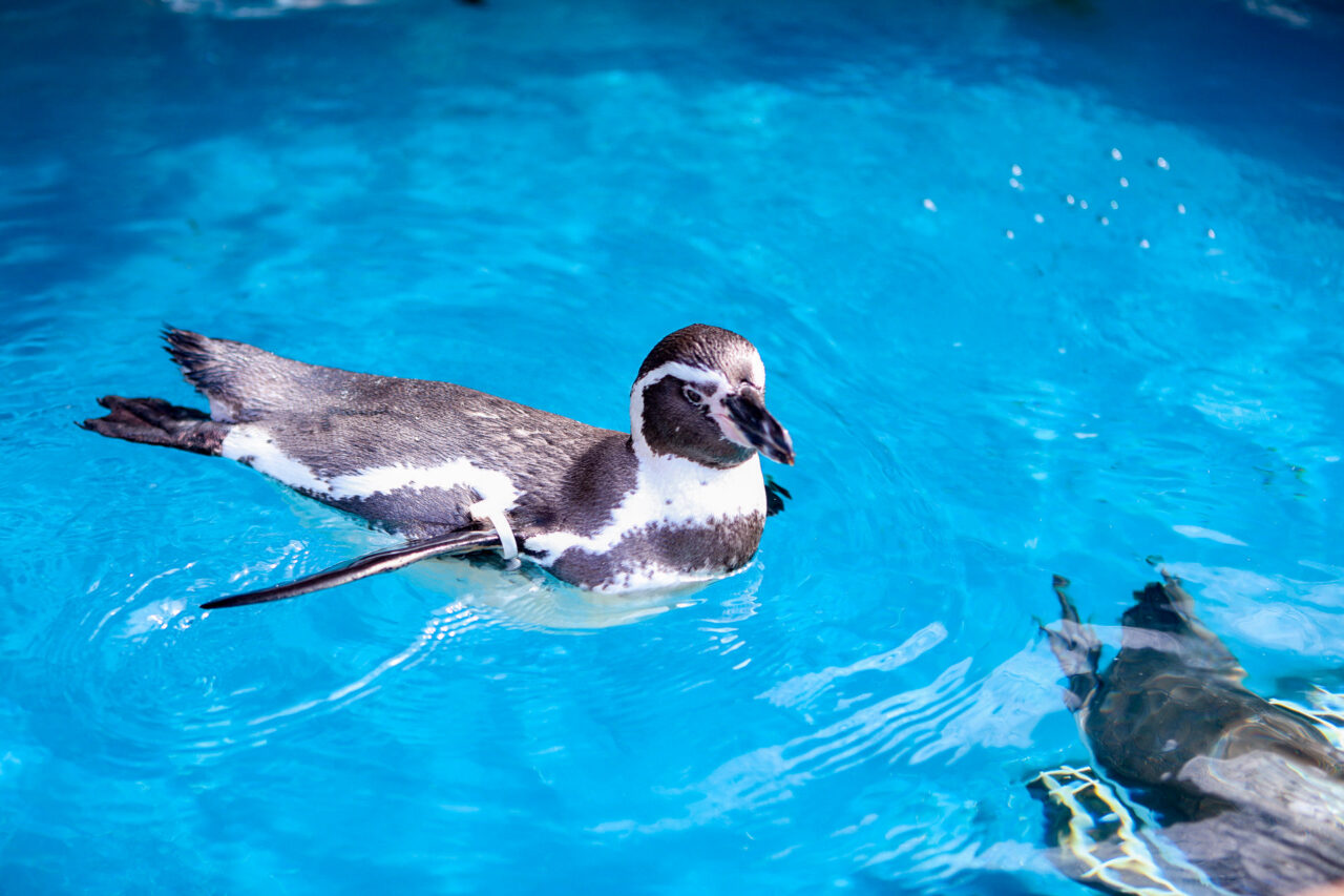 水族館のペンギン